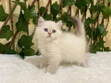 British Longhair Golden Point Dişi