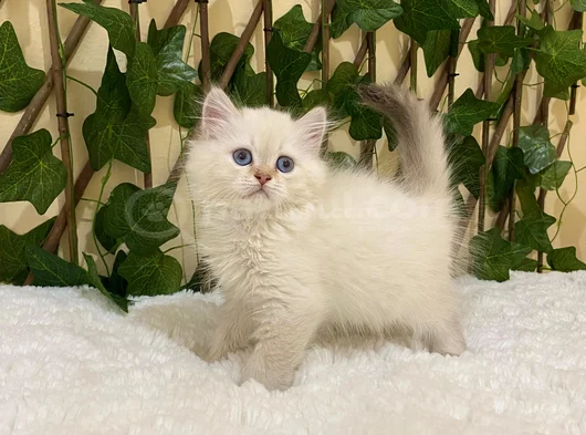British Longhair Golden Point Dişi görsel