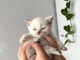 Irk Ve Sağlık Garantili Yavrular