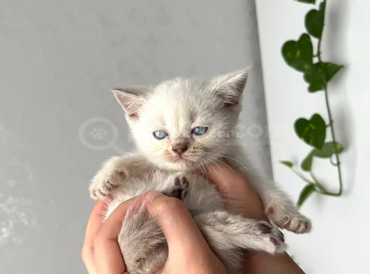 Irk Ve Sağlık Garantili Yavrular görsel