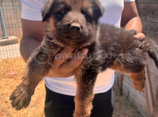 Alman Kurdu Bebeklerimiz Için Acele Edin görsel