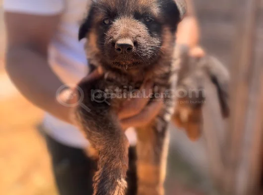 Alman Kurdu Bebeklerimiz Için Acele Edin görsel