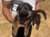 Alman kurdu bebeklerimiz için acele edin