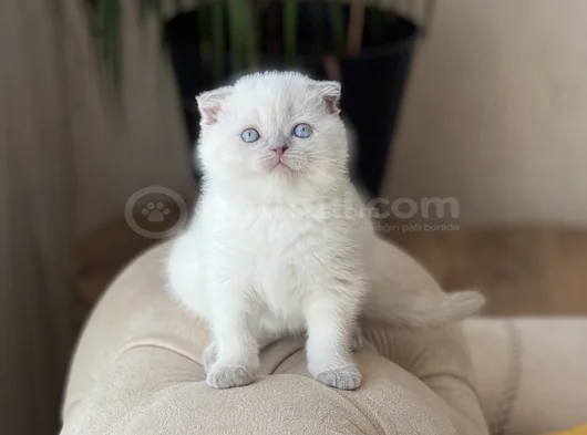 Top Kafa Ayi Surat Scotti̇sh Fold Blue Poi̇nt görsel