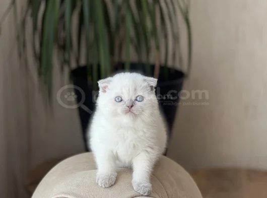 Top Kafa Ayi Surat Scotti̇sh Fold Blue Poi̇nt görsel