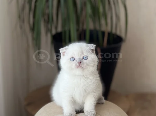 Top Kafa Ayi Surat Scotti̇sh Fold Blue Poi̇nt görsel
