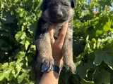 Showline K9 Alman Kurdu Yavruları