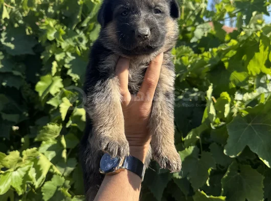 Showline K9 Alman Kurdu Yavruları görsel