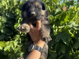 Showline K9 Alman Kurdu Yavruları
