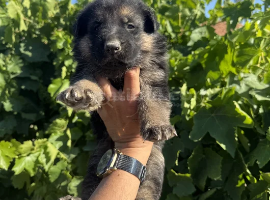 Showline K9 Alman Kurdu Yavruları görsel
