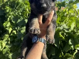 Showline K9 Alman Kurdu Yavruları