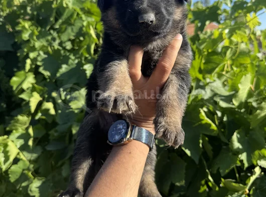 Showline K9 Alman Kurdu Yavruları görsel