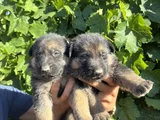 Showline k9 alman kurdu yavruları