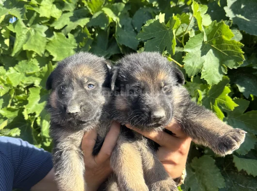 Showline K9 Alman Kurdu Yavruları