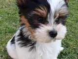 Morkie Dişi Erkek Bebeklerimiz