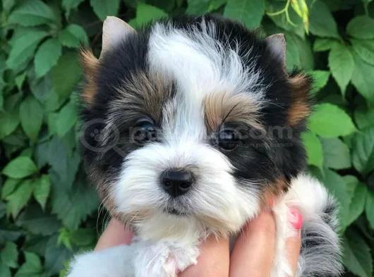 Morkie Dişi Erkek Bebeklerimiz görsel
