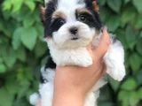 Morkie Dişi Erkek Bebeklerimiz