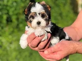 Morkie Dişi Erkek Bebeklerimiz