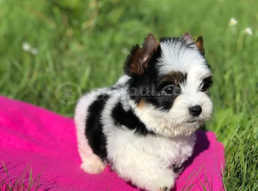 Morkie dişi erkek bebeklerimiz