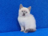 YENİ YUVASINA GİTMEYE HAZIR  BRİTİSH PONÇİK
