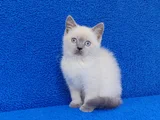 Yeni̇ Yuvasina Gi̇tmeye Hazir  Bri̇ti̇sh Ponçi̇k