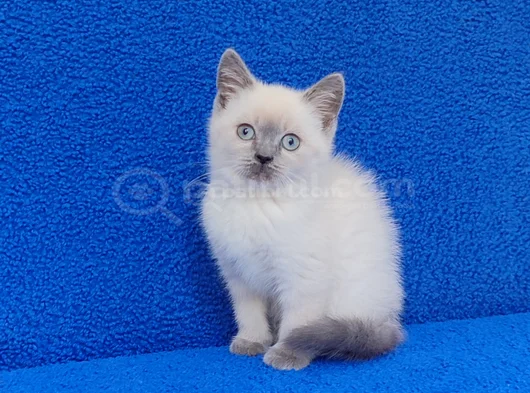 Yeni̇ Yuvasina Gi̇tmeye Hazir  Bri̇ti̇sh Ponçi̇k görsel
