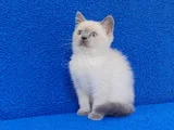 Yeni̇ Yuvasina Gi̇tmeye Hazir  Bri̇ti̇sh Ponçi̇k