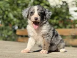 BLUE MERLE EN ÖZEL BORDER COLLIE YAVRUMUZ