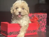 MİNİ BOY MALTİPOO ÜST KALİTE BEBEK SURAT
