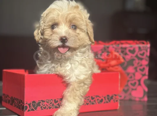 Mi̇ni̇ Boy Malti̇poo Üst Kali̇te Bebek Surat