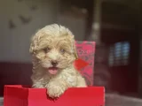 Mi̇ni̇ Boy Malti̇poo Üst Kali̇te Bebek Surat