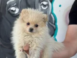 Sağlık ve ırk garantili pomeranian yavrum