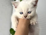 Irk Ve Sağlık Garantili Yavrular