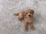 Erkek Toy Poodle