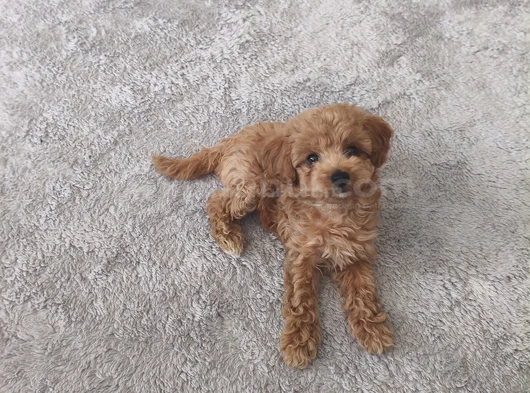 Erkek Toy Poodle görsel