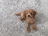 Erkek Toy Poodle