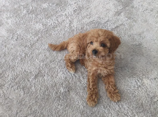 Erkek Toy Poodle görsel
