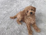 Erkek Toy Poodle