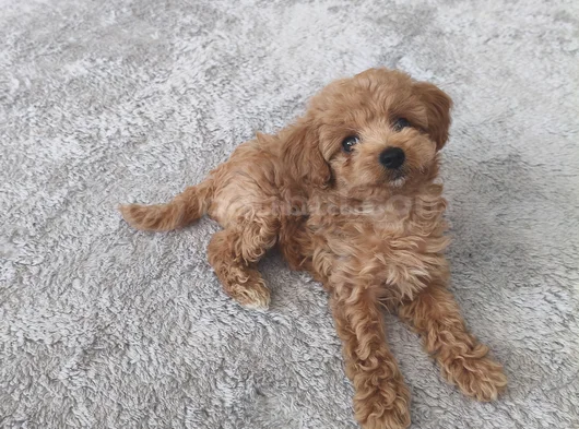 Erkek Toy Poodle görsel