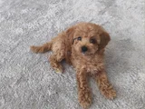 Erkek Toy Poodle