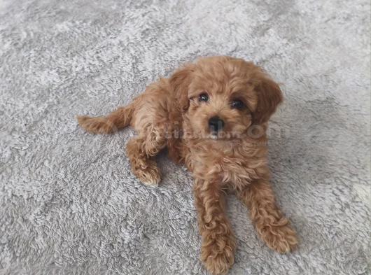 Erkek Toy Poodle