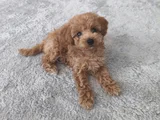 Erkek Toy Poodle