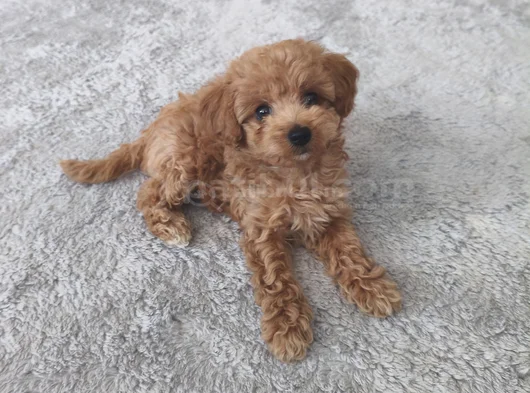Erkek Toy Poodle görsel