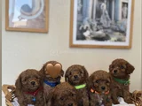 Orijinal toy ve Teacup kore Poodle Yavrular
