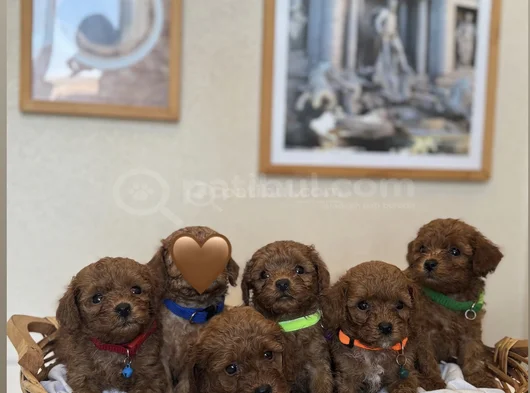 Orijinal Toy Ve Teacup Kore Poodle Yavrular