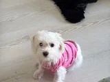 4 AYLIK 0 NUMARA MALTESE TERRIER