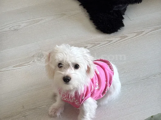 4 Aylik 0 Numara Maltese Terrier
