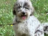 Beylikdüzü Labradoodle