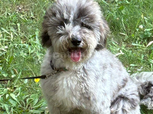 Beylikdüzü Labradoodle görsel