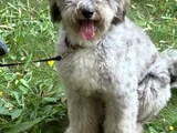 Beylikdüzü labradoodle